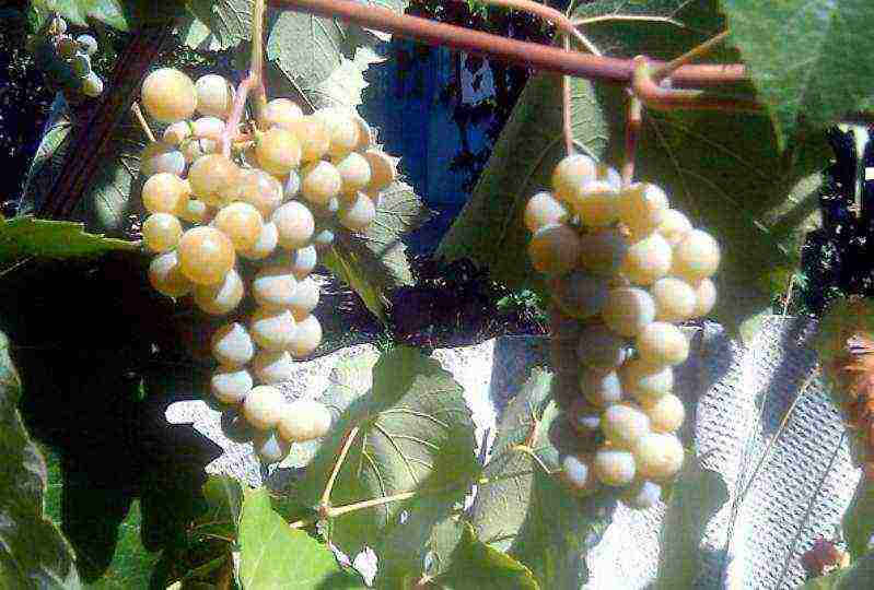 лучшие крымские сорта винограда