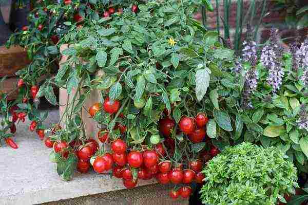как в домашних условиях выращивать помидоры черри в