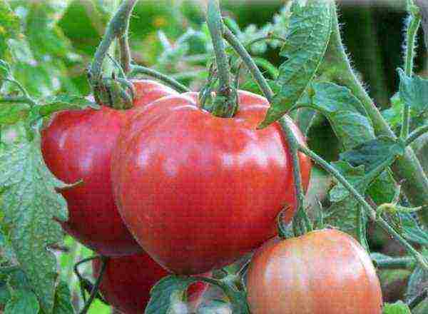 ютуб лучшие сорта томатов