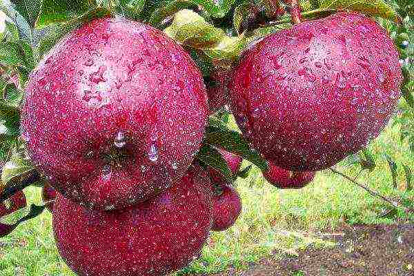 10 сортов лучших яблонь